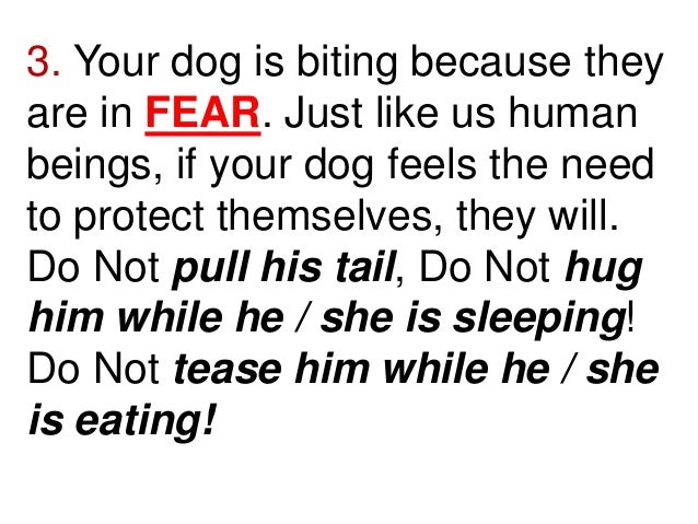 my puppy keeps biting me make stop own stop chewing on furniture my keeps biting me my puppy keeps biting me make stop own stop chewing on furniture my keeps biting me